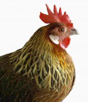 /album/fotogaleria/gallina-jpg/